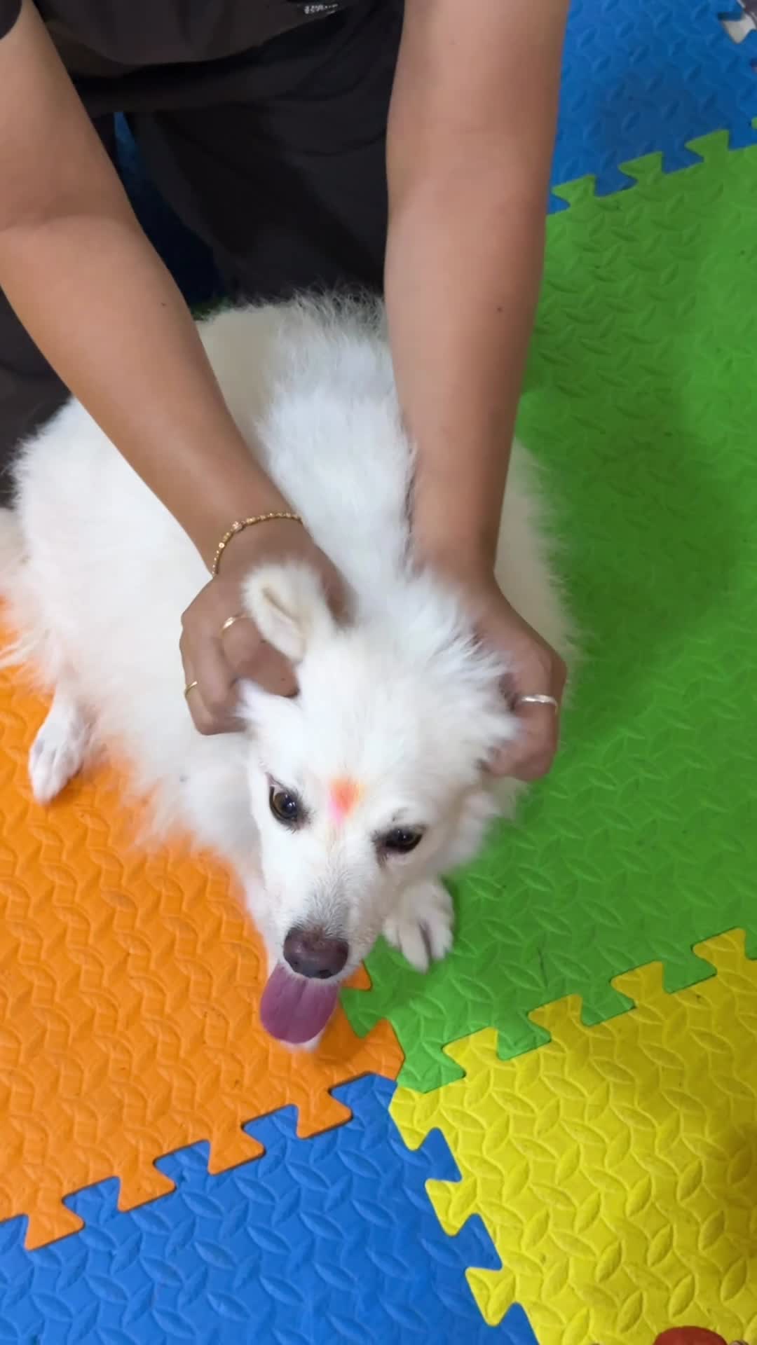 A clinician steadying a white Indian Spitz on the padded mats at The Pet Physio Vet in Shilaj, Ahmedabad