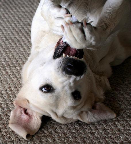 A Labrador resting — a breed prone to arthritis in later life