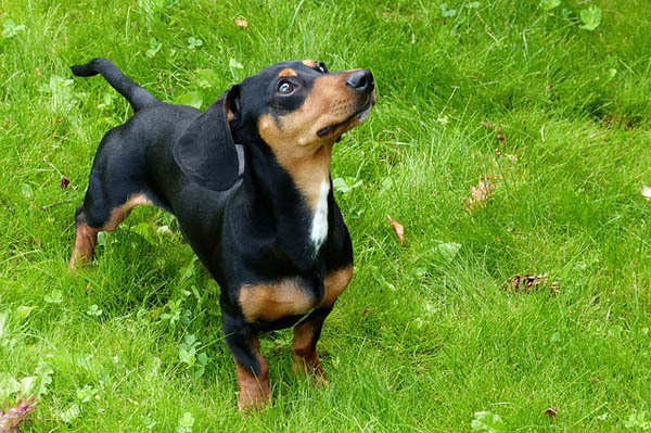 A Dachshund, a breed prone to intervertebral disc disease (IVDD)