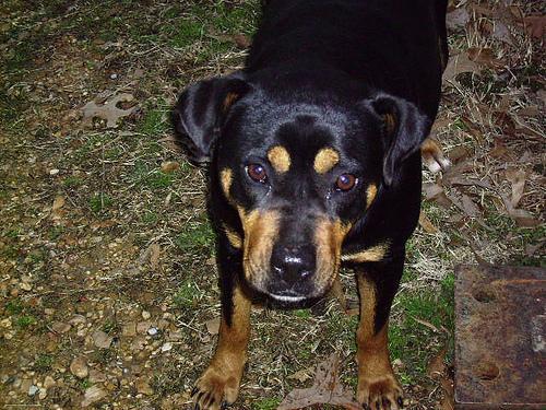 A Rottweiler standing alert during neurological rehabilitation