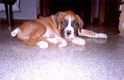 A Boxer resting during recovery after orthopaedic surgery