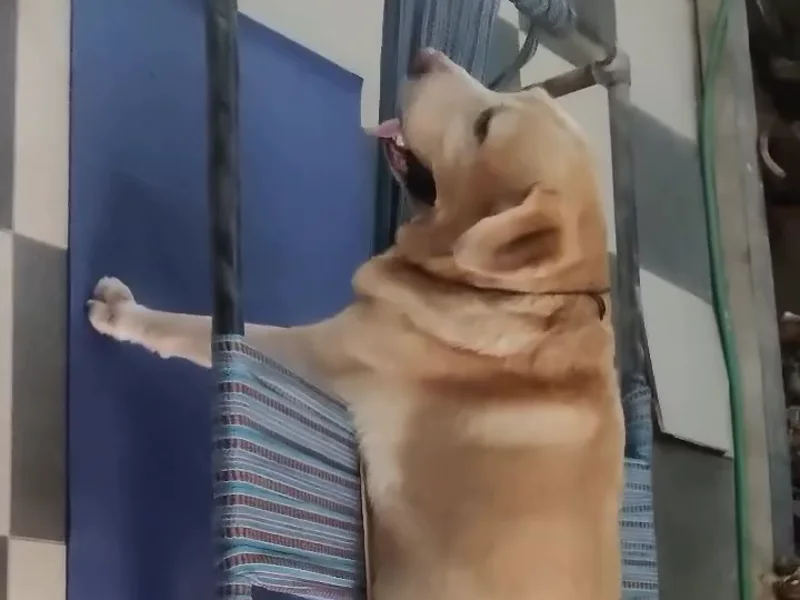 A Labrador supported in an overhead harness during a hands-on assisted therapy session at the clinic